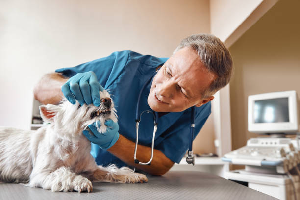 Best 24-Hour Emergency Dental Care in Conway, FL